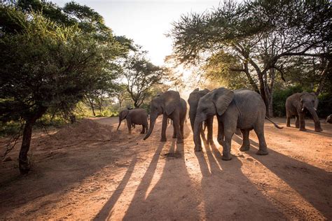  The Enchanted Elephant : Un conte indien révélateur du conflit entre la cupidité et la sagesse !